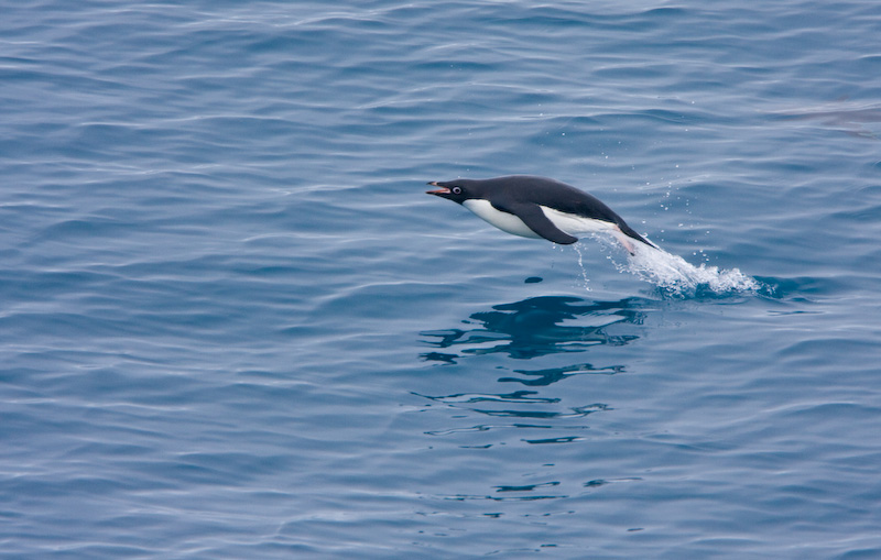 Adélie Penguin Porpoising